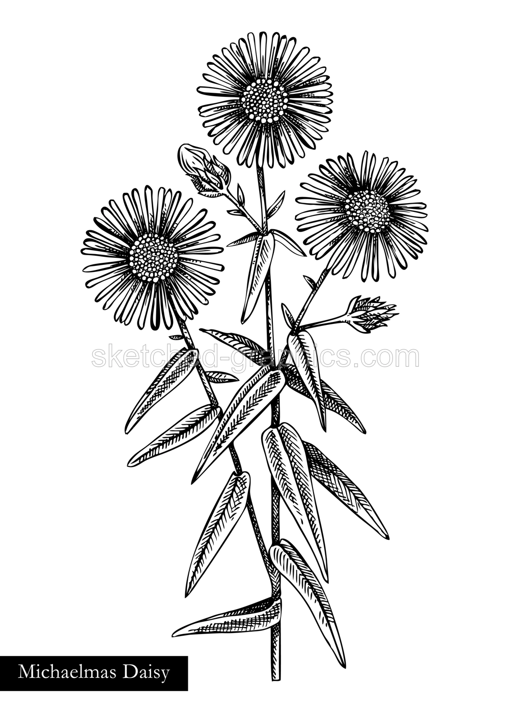 Aster vector illustration. Hand drawn autumn flower sketch. Michaelmas daisy drawing isolated on white background. Popular garden flowering plant. Floral design element in engraved style Illustration
